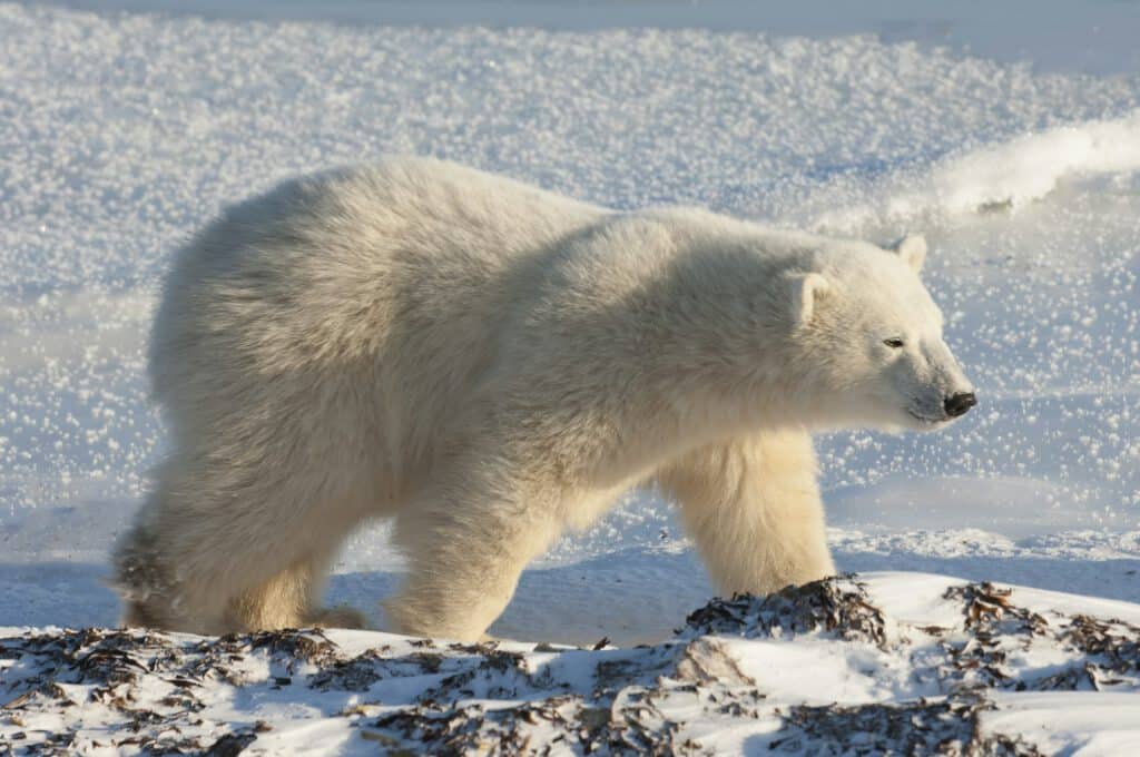 A polar bear on a snowfield in Manitoba.