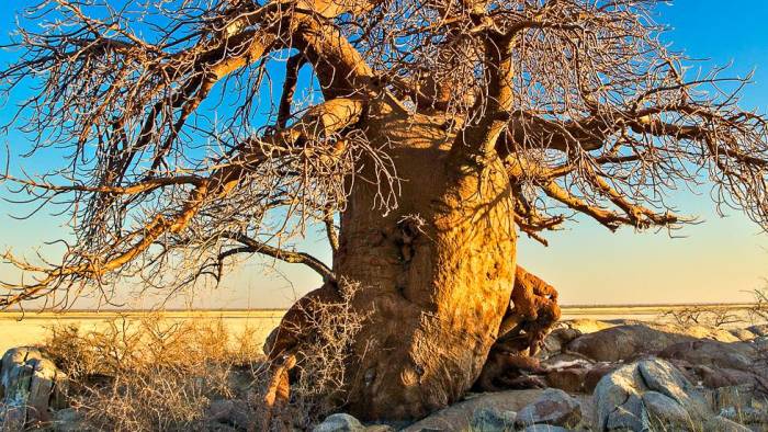 BILDER VON PETER PACK