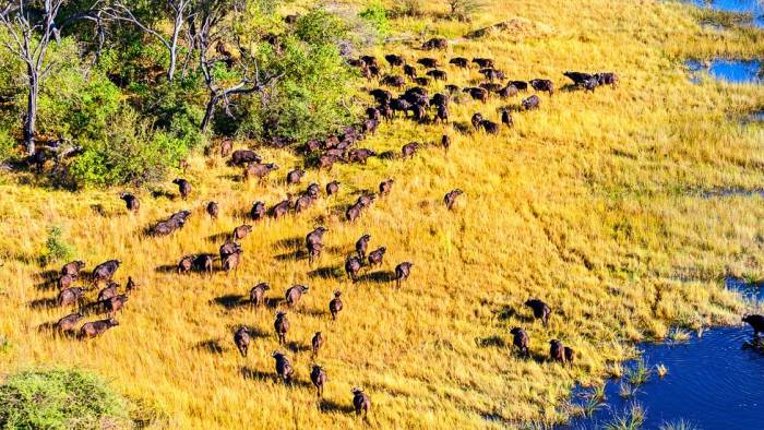 Okavango Delta aus der Luft