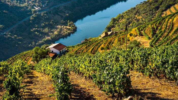 Weinberge im Douro-Tal
