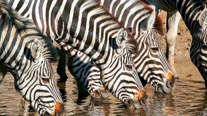 Zebras an der Wasserstelle