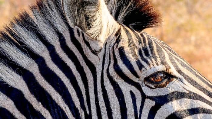 Nah dran: Schönheit